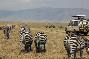 African Safaris Threatened by Poaching