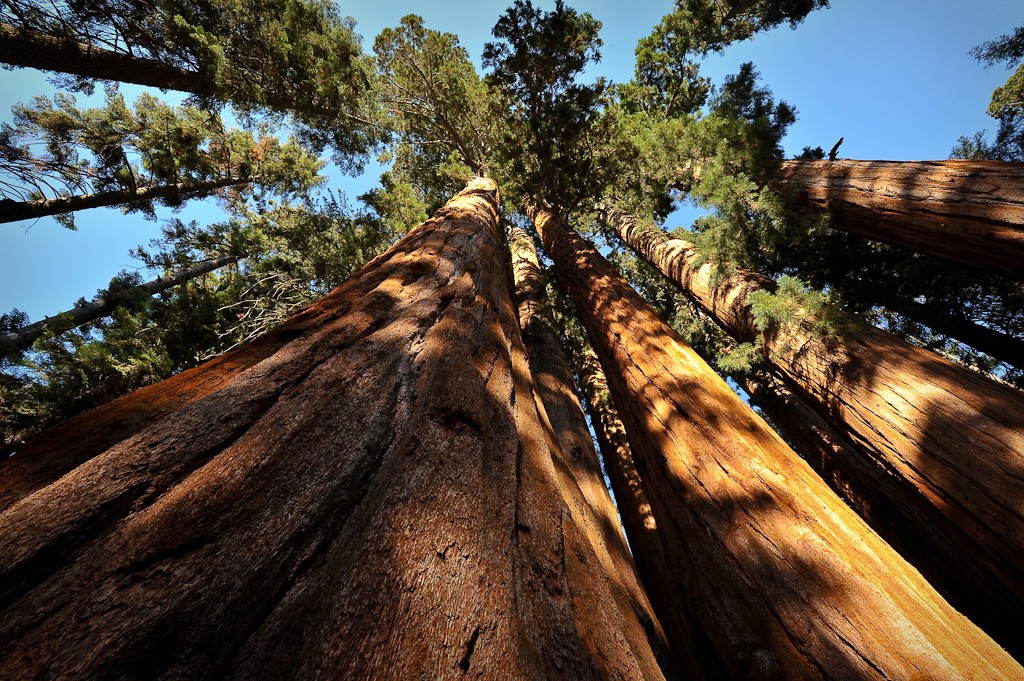giant sequoias endangered by drought