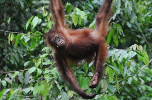 adventures in Borneo