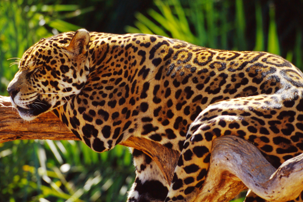 Ягуары бразилии